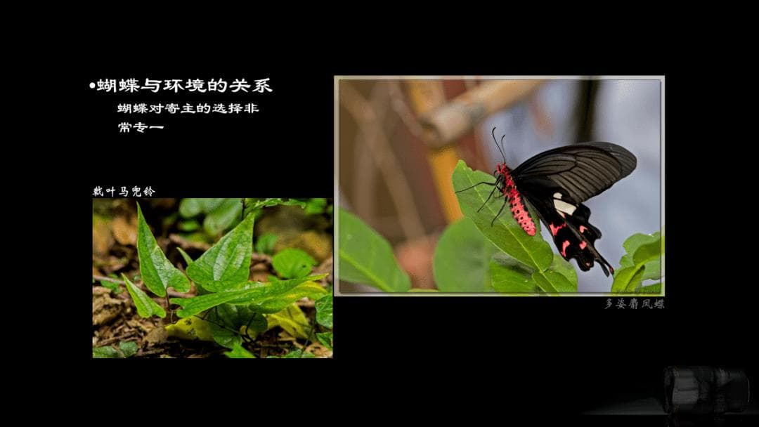 “琪林科学讲坛”第67期：蝴蝶与环境