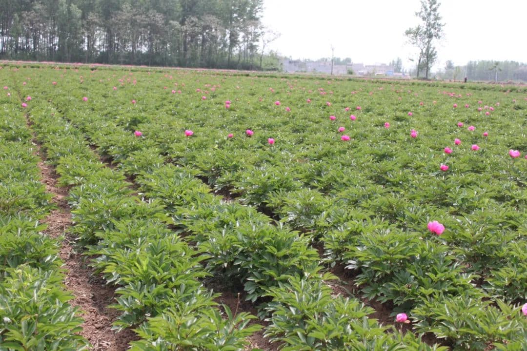 中药饮片集采对大宗物料白芍的影响