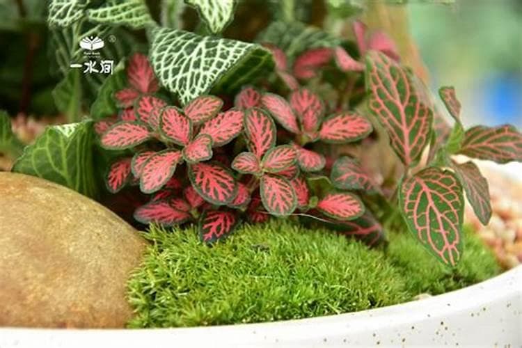 网纹草的养护秘籍：掌握养殖技巧，注意这些细节