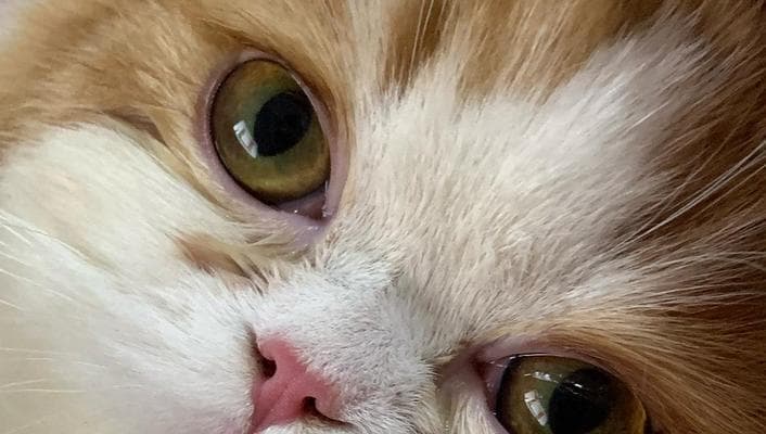为什么猫咪最近眼屎变多了？（探究猫咪眼屎增多的原因与解决方法）