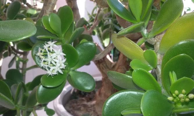 玉树开花周期与生长要点（探究玉树开花周期和关键因素，助力花友更好地照料植物）