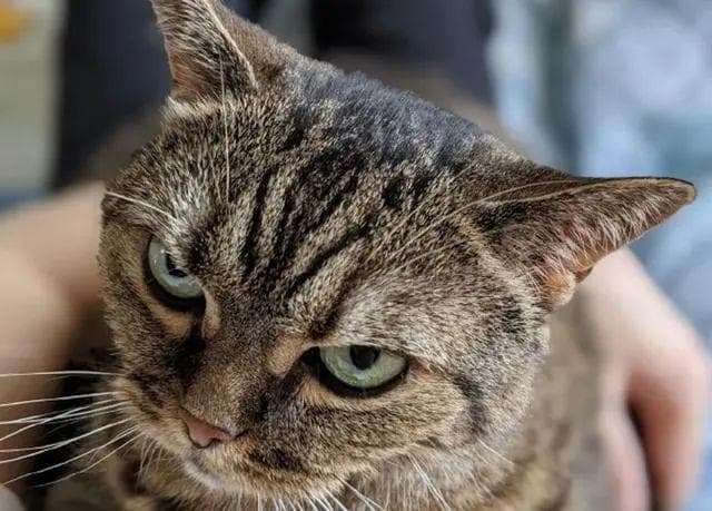 新手铲屎官养猫必知常识