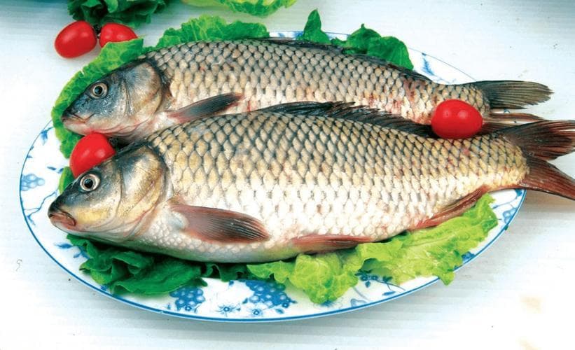 鳢鱼的形态特征、生活习性、食用价值、品种介绍、应季