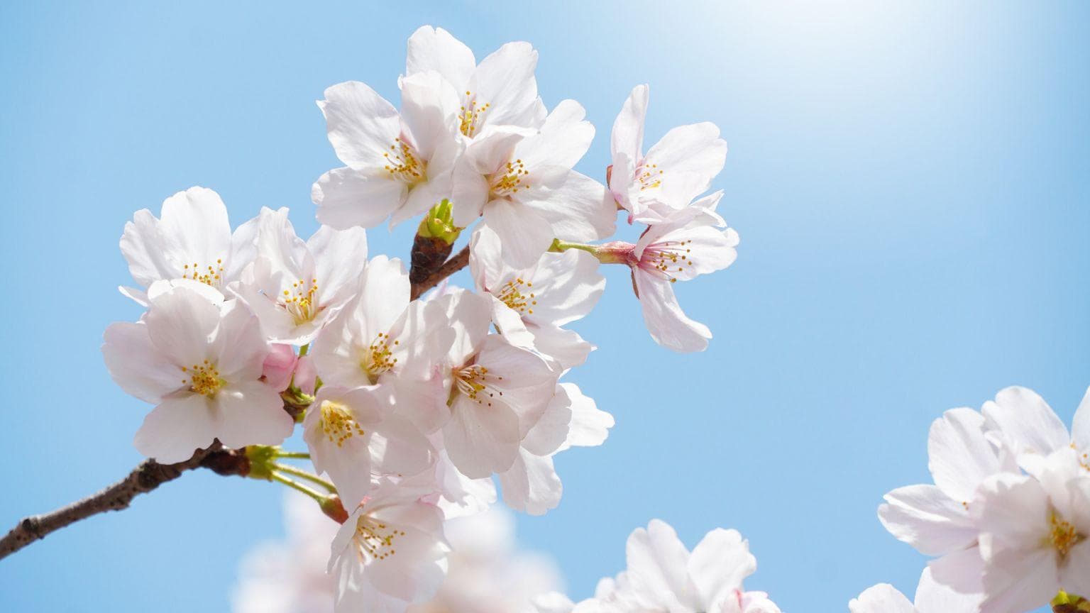南昌春季赏花全攻略：樱花、梅花、荷花最佳观赏地推荐
