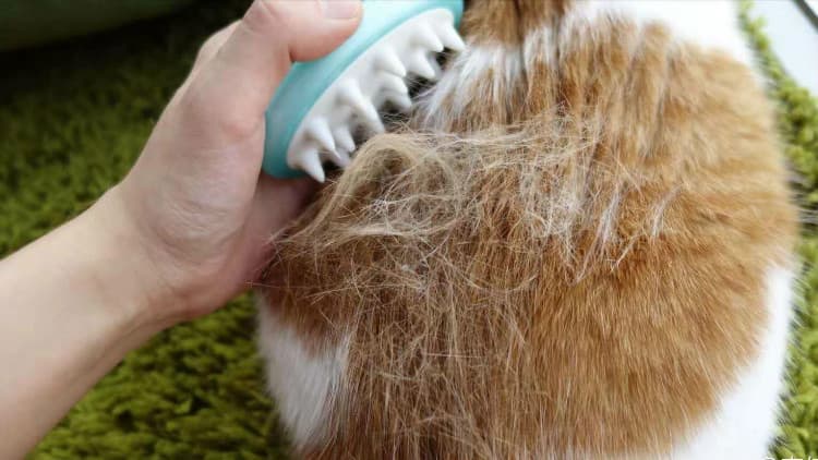 猫毛难打理？这7招一个比一个实用！