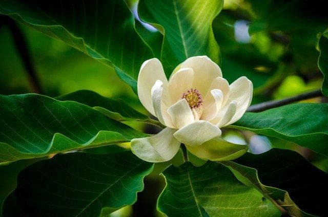北京通州踏青赏花公园好去处推荐