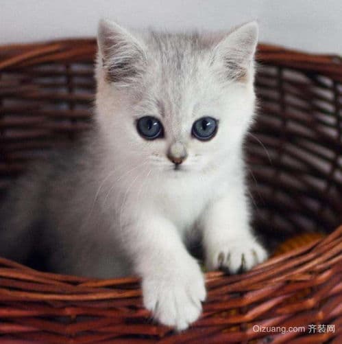 银渐层猫，优雅宠物新宠儿