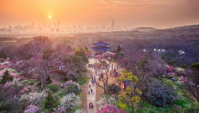 南京梅花山最佳观赏时间2025(门票价格+开放时间+游览路线)