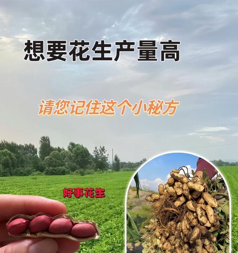 花生的出苗时间（播种后多少天？如何促进出苗？）