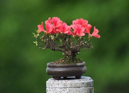 杜鹃花是什么颜色的？花期又在什么时候？