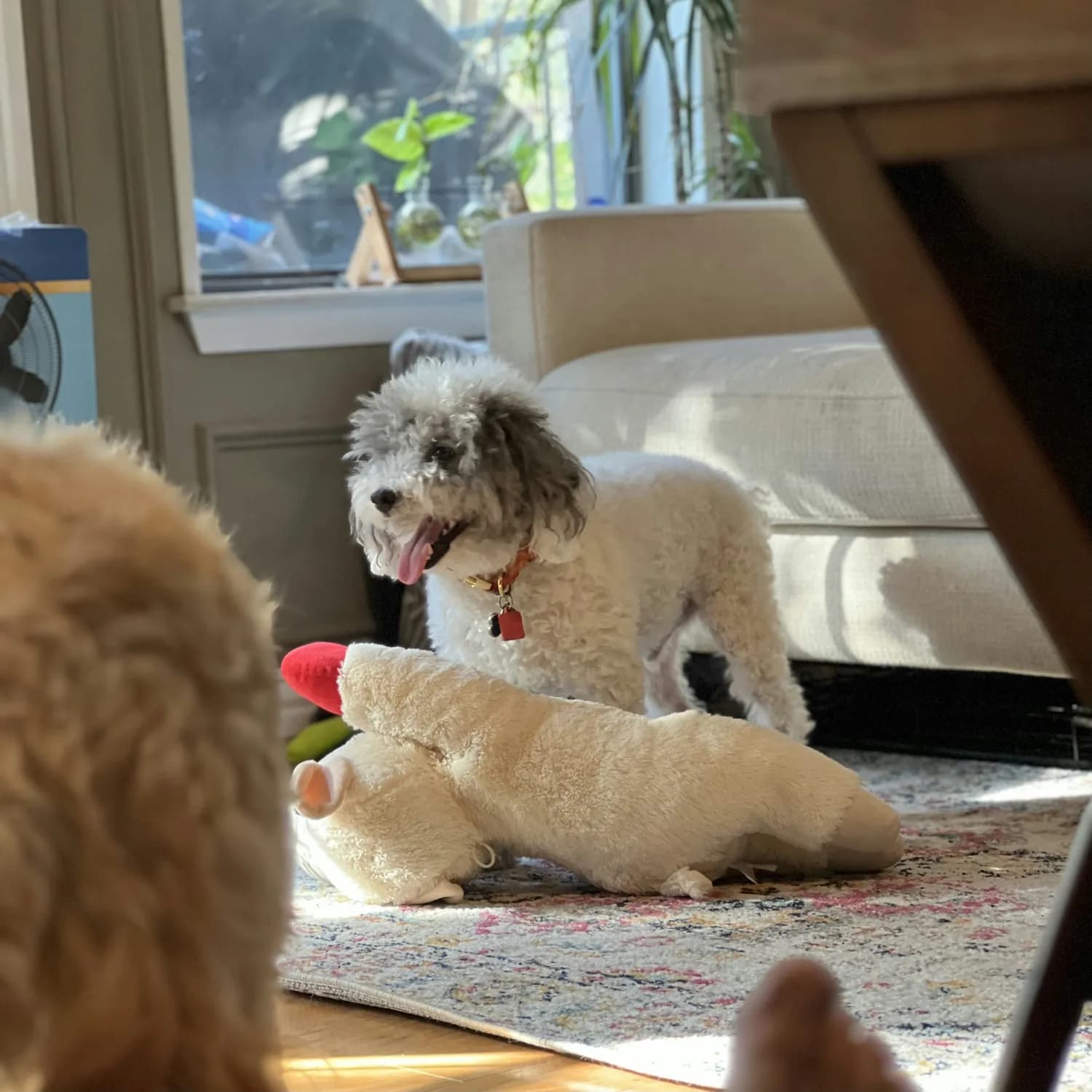 宅家必备：和幼犬一起嗨翻天！