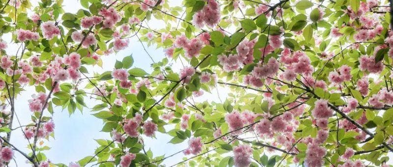 成都春季赏花攻略：2025年成都及周边赏花活动全攻略