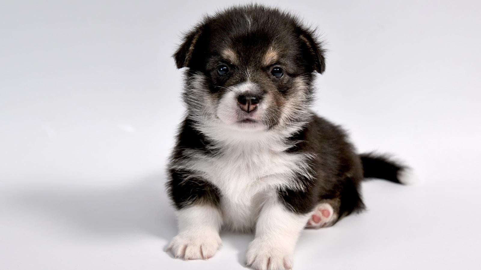 小型犬的寿命一般是多久