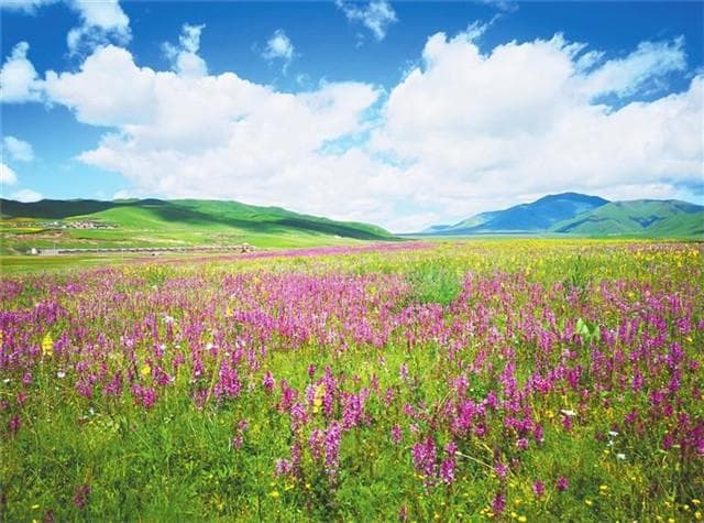 八月甘肃草原正当时：桑科、玛曲等十大草原各展风采