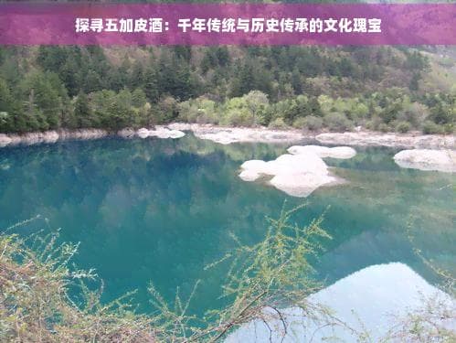 探寻五加皮酒：千年传统与历史传承的文化瑰宝