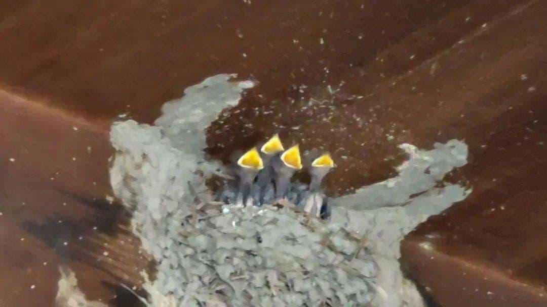 一窝燕子，台州人这样善待