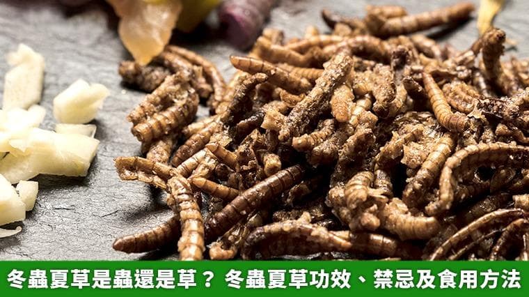 冬虫夏草是虫还是草？ 冬虫夏草功效、禁忌及食用方法