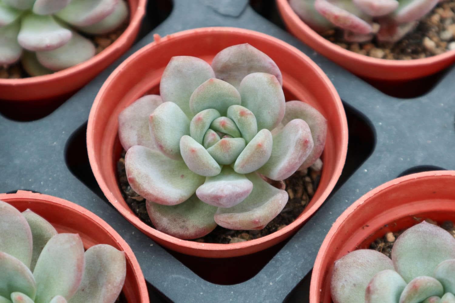 多肉植物病虫害防治全攻略：9大常见病虫害识别与处理方法