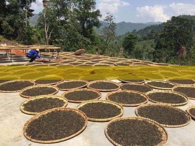 普洱茶对三高患者健康益处的科学解析与实践指南
