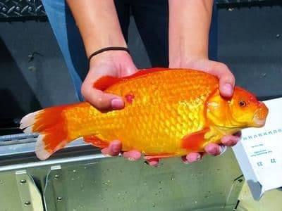 中国观赏鱼出口：现状、市场与未来展望