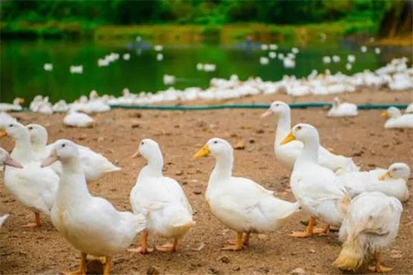鸭的行为习性与特点