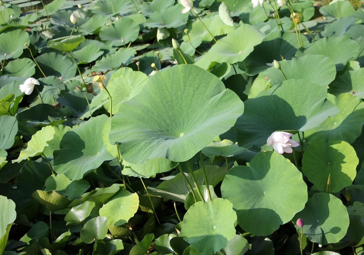 莲藕种植技术全攻略：从藕田处理到田间管理
