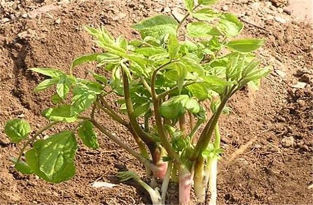 刺嫩芽：营养价值高，三种繁殖方法助种植