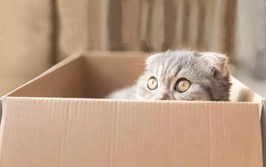 宠物猫怎么寄(相关知识和常见问题解答)