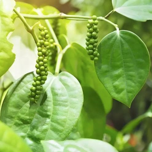 卡瓦胡椒：一种具有重要药用价值的植物