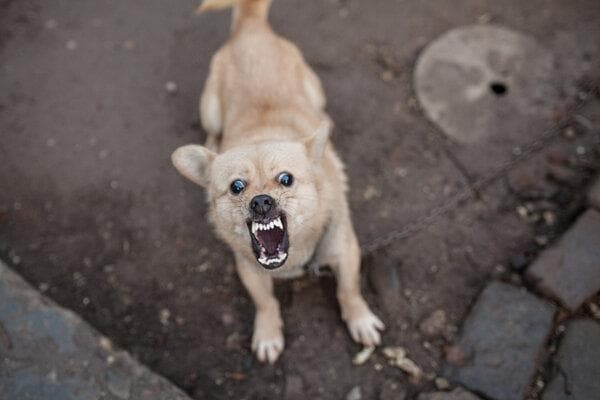 狂犬病预防处置规范