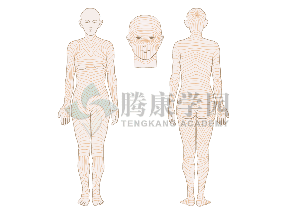 瘢痕形成的机械力、神经因素及其治疗方法