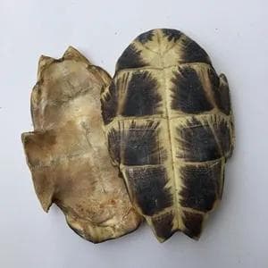 中药龟甲古今研究