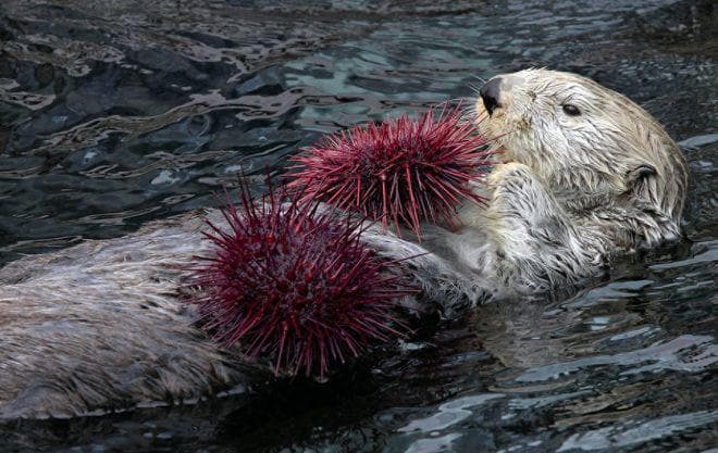 海獭天天吃海胆、贝壳，牙怎么不会崩坏？科学家研究揭秘！