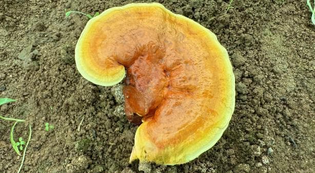 一文全面了解灵芝的功效和作用，灵芝吃法用法知识汇总
