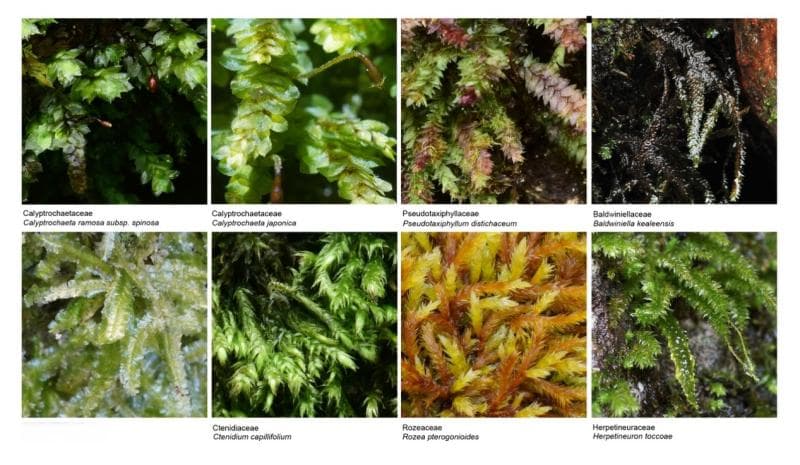 中科院团队提出全球首个苔藓植物科级分类系统