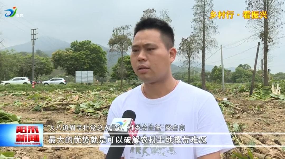 就在阳江！要煮过才能吃的香蕉，这是什么新品种？