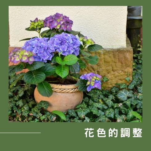 怎样照护绣球花：盛夏绽放的秘密