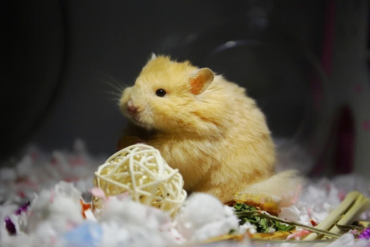 金丝熊吃什么粮食好？常见食物的选择