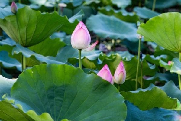 深圳观澜版画村荷花观赏指南：花期、地址及交通信息