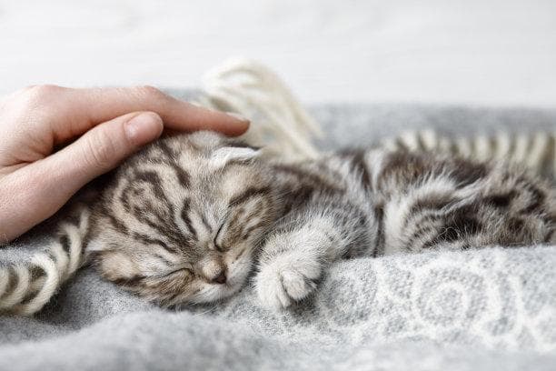 猫的神秘世界：解读猫咪日常行为背后的秘密语言