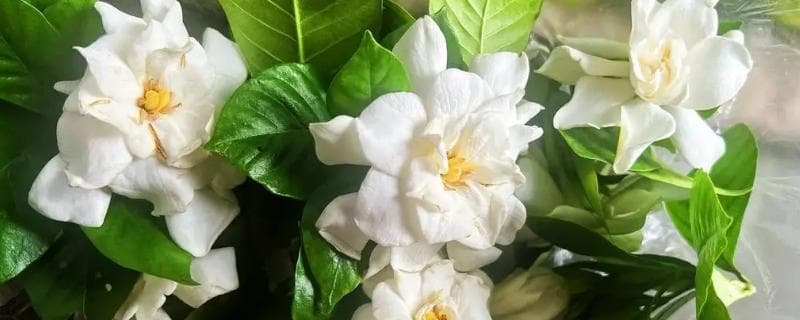 室内养栀子花攻略：光照、水分、通风与施肥要点详解