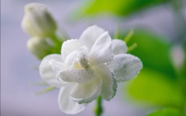 好一朵美丽的茉莉花，十五首唯美的茉莉花诗词，茉莉花开香满院！