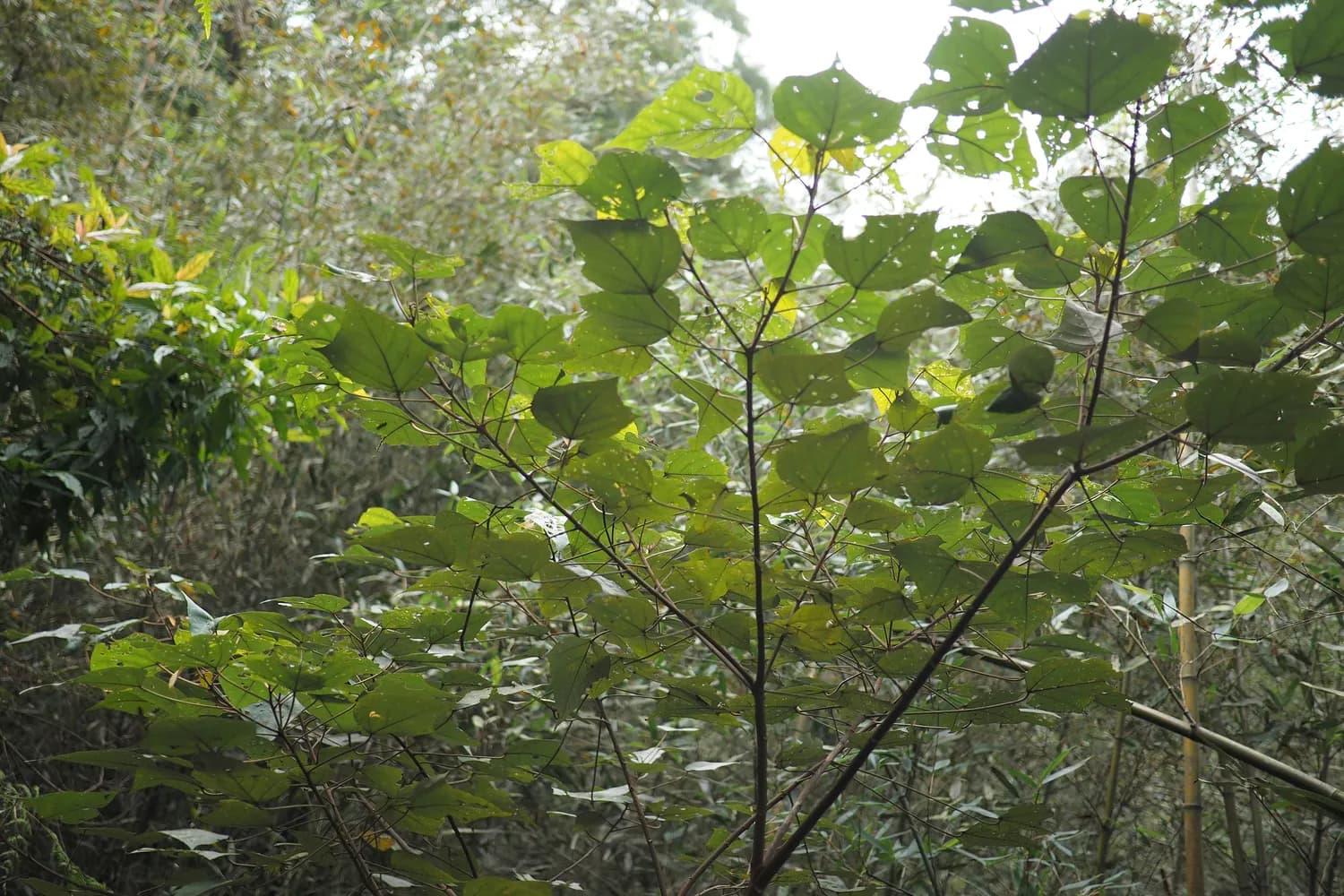 祖师麻膏药：传统中药的新时代应用