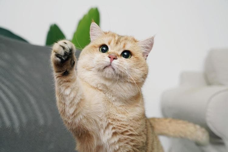 猫咪吐毛的常见原因及科学应对方法