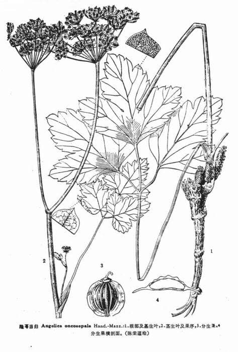 当归Angelica sinensis (Oliv.) Diels