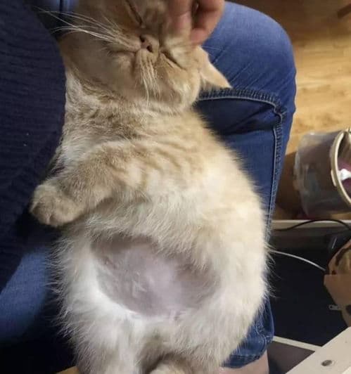 猫咪传腹症状：食欲下降，精神萎靡。