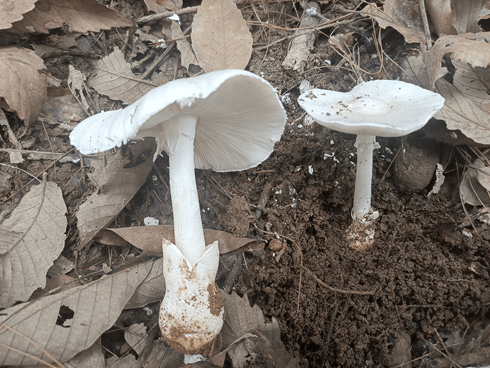 贵州蘑菇中毒科普系列｜剧毒鹅膏