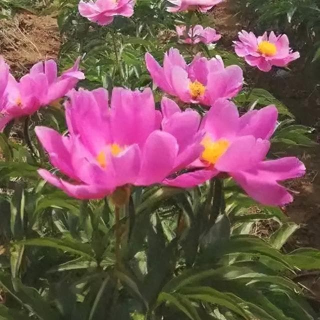 清热凉血，散瘀止痛——赤芍