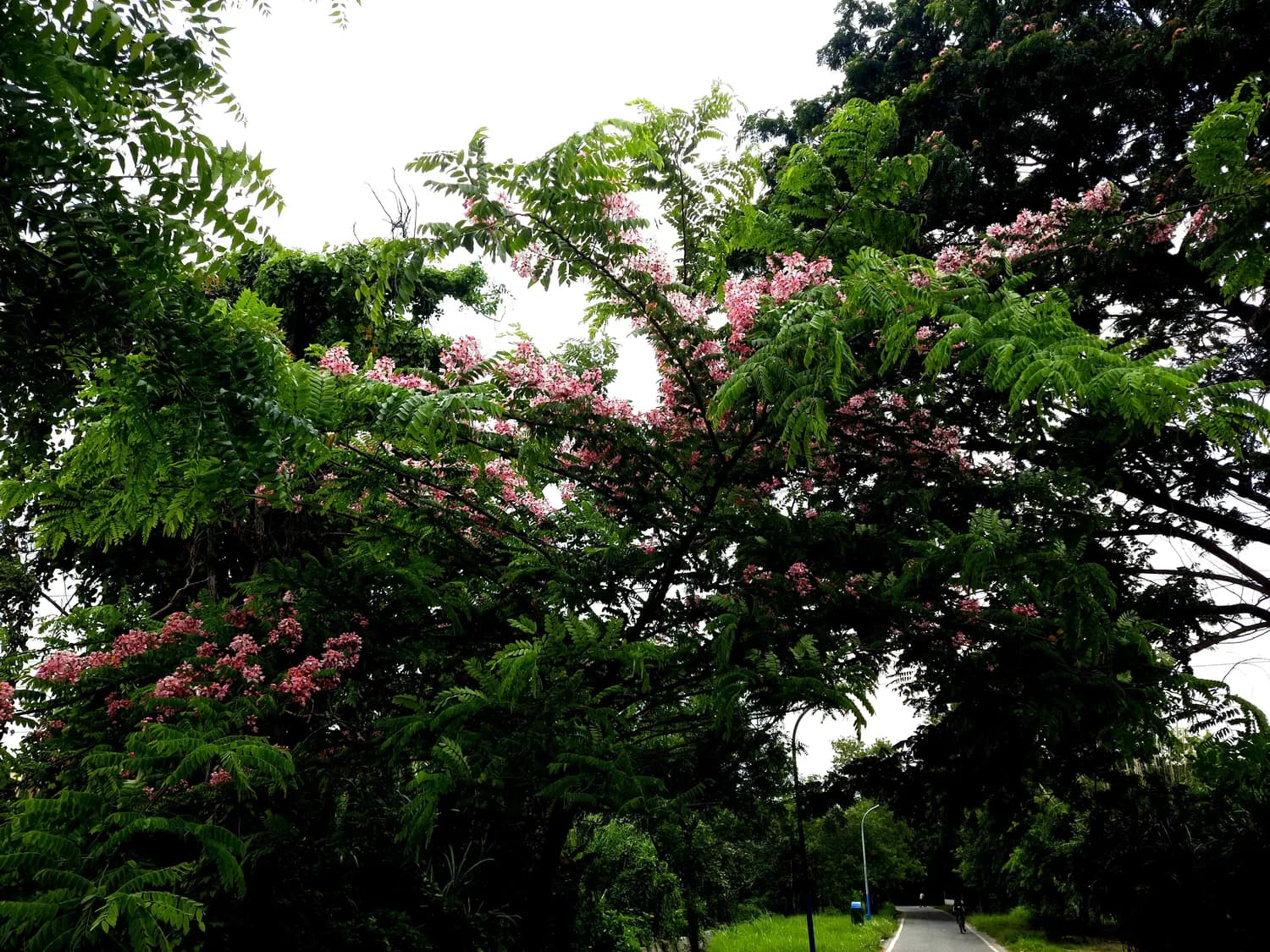 东莞三大必打卡摄影圣地：从自然风光到欧式建筑，总有一款让你心动