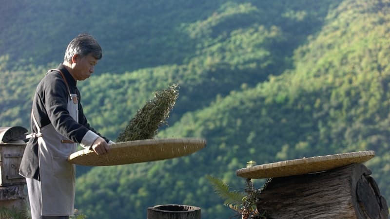 【在非遗中遇见云南】在茶马古道上感受旅居云南的茶香古韵时光